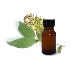 Myrtle Essential Oil Myrtle Essential Oil
